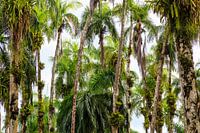 Palmentuin in Paramaribo de hoofdstad van Suriname