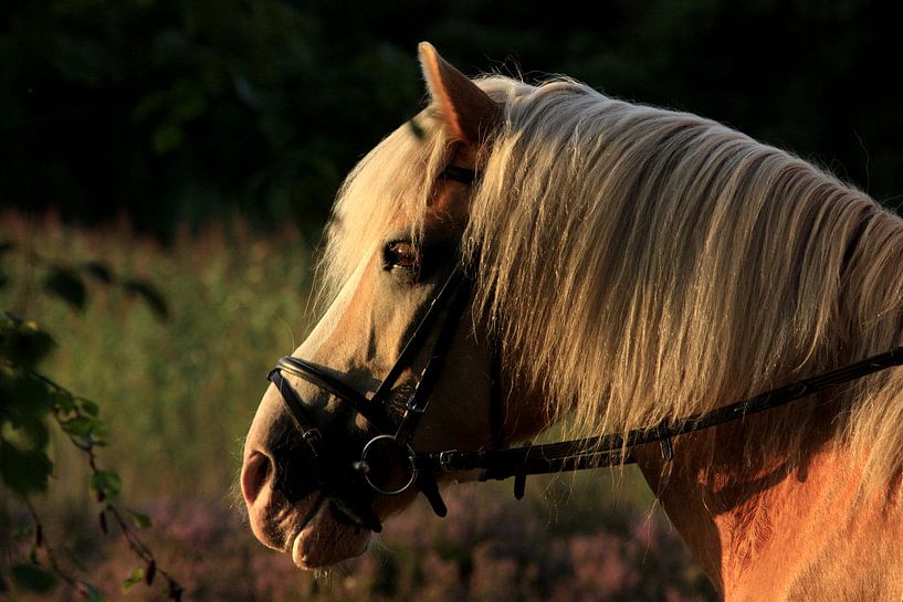 paard geniet van zonsondergang von nikita van der Starre- Zagers