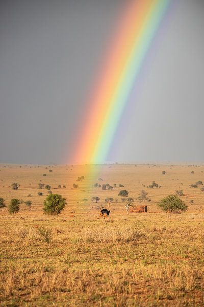 Arc-en-ciel en Afrique avec bouquet d'oiseaux par Fotos by Jan Wehnert