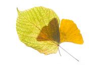 Ginkgo und Limette im Duo