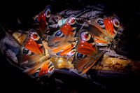 Dagpauwogen eten banaan