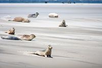 Sandbank  mit Dichtungen auf dem Watt