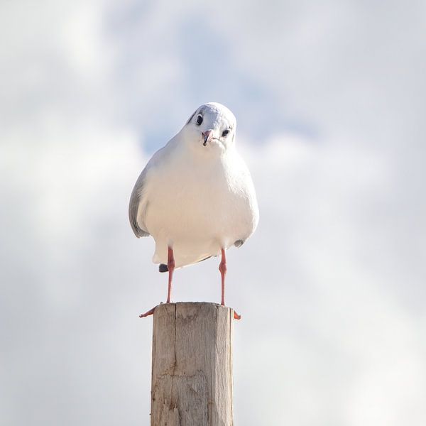 Une mouette pose sur un mât à la plage. par picsbyronenvief