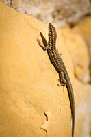 Maltesische Mauereidechse