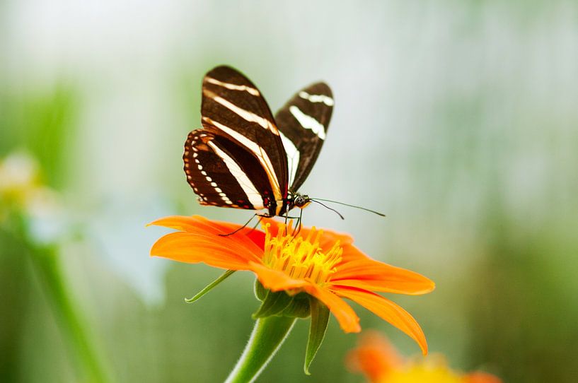 Zebra butterfly on exotic flower by Ivonne Fuhren- van de Kerkhof