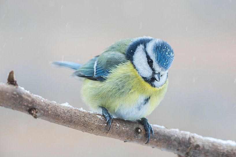 Blaumeise von Cees van Vliet