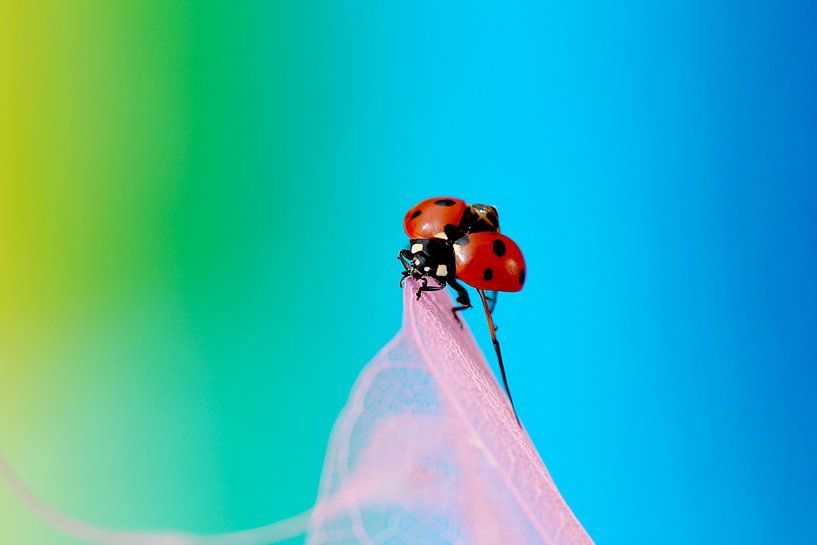 Glückskäfer 14 von Heike Hultsch