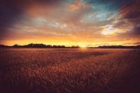 Acker im Sonnenuntergang