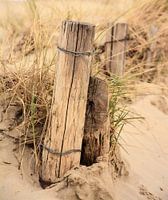 Dünenstock in Dünen