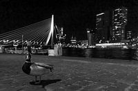 Le canard et le cygne