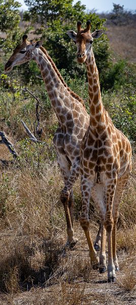 Elegant und majestätisch: Zwei Giraffen in der Savanne des afrikanischen Krügerparks von Arthur van Iterson