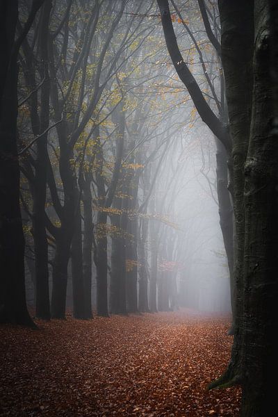 Photographie de la forêt de l'Engar par Björn van den Berg