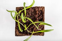 Close-up of a growing plant