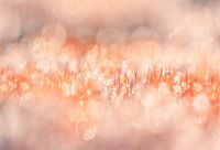 Rugged Hairmoss with soft pink and orange hues