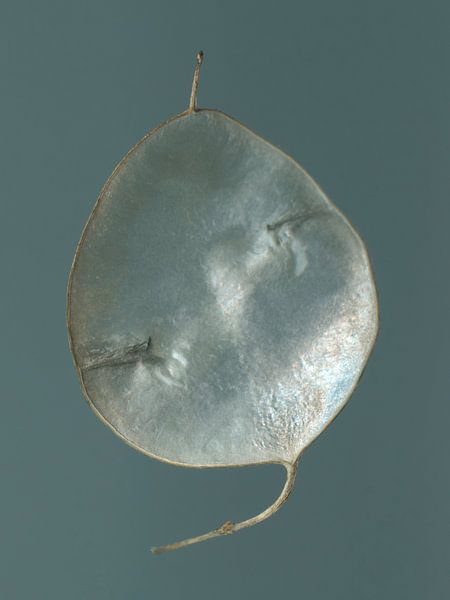 Sommergeflüster - Judas Pfennigkraut von Willemijn van Poppel