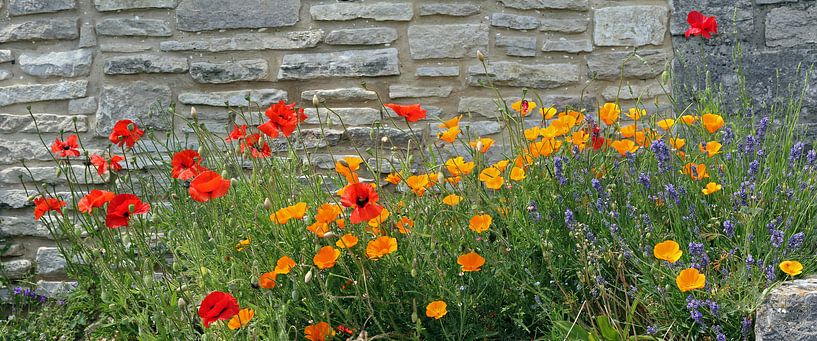 poppy flowers against natural stone wall by SusaZoom
