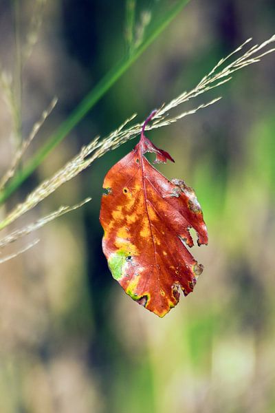 Single leaf swaying in the autumn wind by Silva Wischeropp