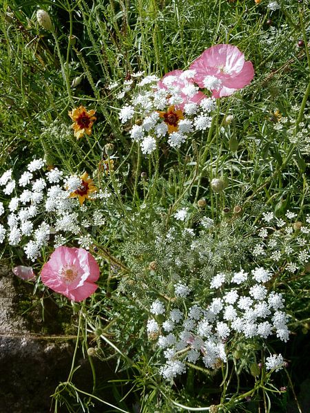 English Cottage Garden Flowers 3 by Dorothy Berry-Lound