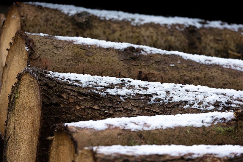 Trunks lie waiting under a powdery layer of snow by Ria van den Broeke