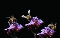 Trois abeilles en été