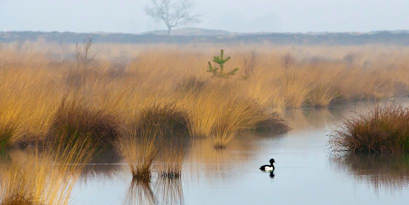 Eenzaam kuifeendje by Art by Fokje