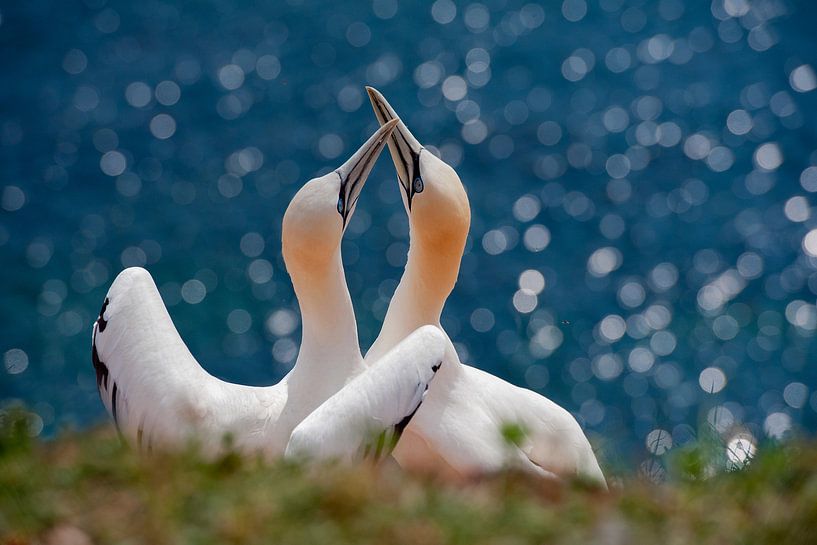 Tölpel auf Helgoland von Martin de Bock