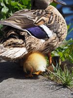 Duckling and mother pt2.