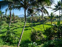 Reisfelder auf Lombok, Indonesien