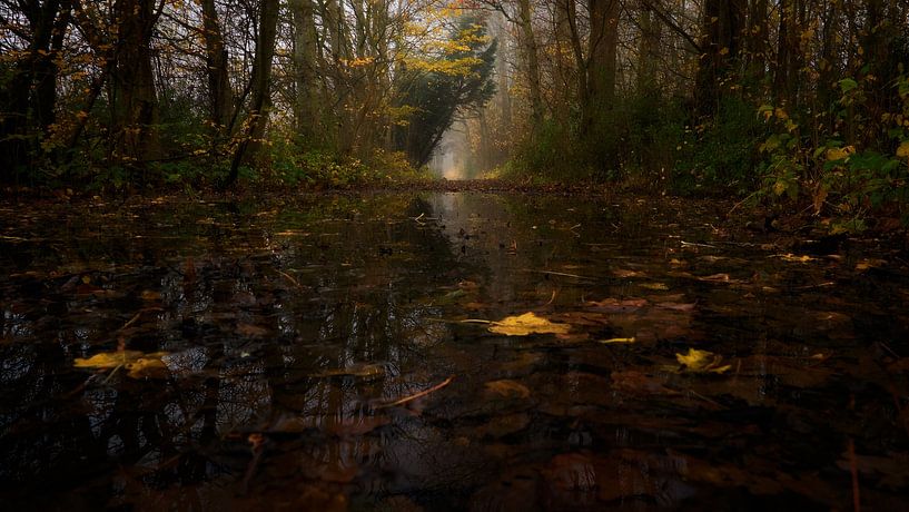 Peace in the forest by Photodoos