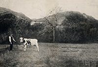 Marcher avec la vache