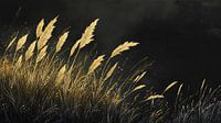 Golden Grasses