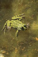 Grüner Frosch im Teich
