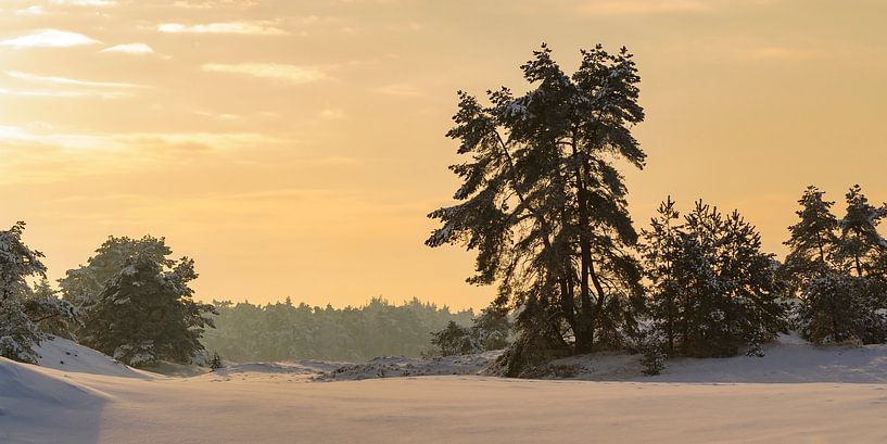 Verschneite Winterlandschaft bei Sonnenuntergang auf dem Hulshorsterzand im Naturschutzgebiet Veluwe von Sjoerd van der Wal Fotografie