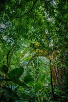 Breathtaking green Tropical Rainforest