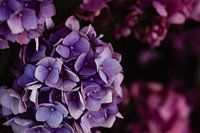 Hortensia