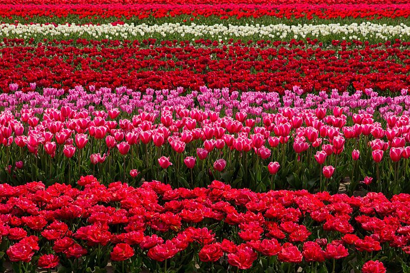 Lente kleuren von Bram van Broekhoven