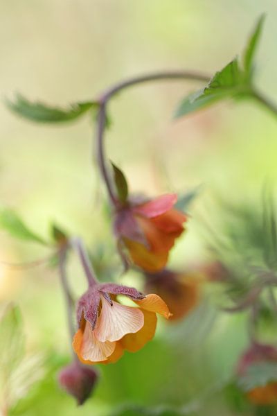 Atmospheric image of nodding nailweed by Jacqueline Gerhardt