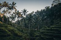 Vues tropicales authentiques à Bali, Indonésie