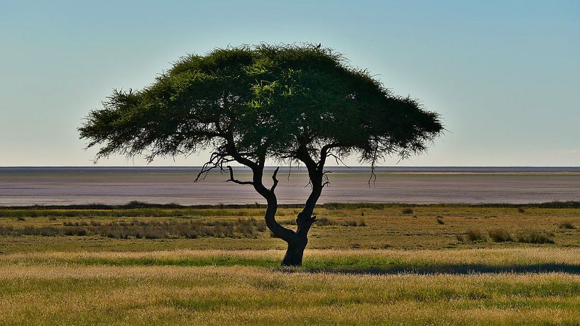 Un acacia solitaire à Etosha par Timon Schneider