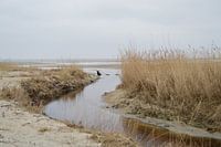 Groene strand op Terschelling (Holland)
