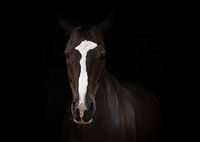 Fine art portrait of a German horse