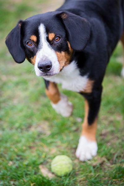 Miko, onze -jarige Entlebucher Sennenhond von Sven Olaerts