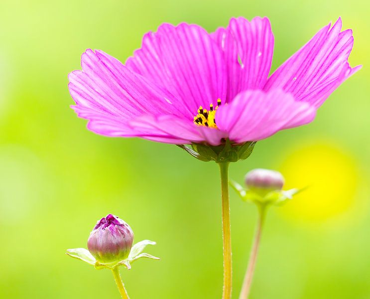 Cosmea von Ellen Driesse