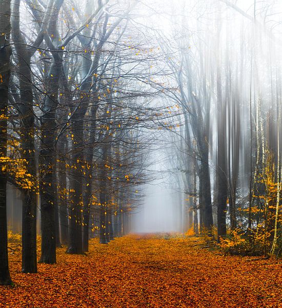 Dans la forêt par Anthony Trabano