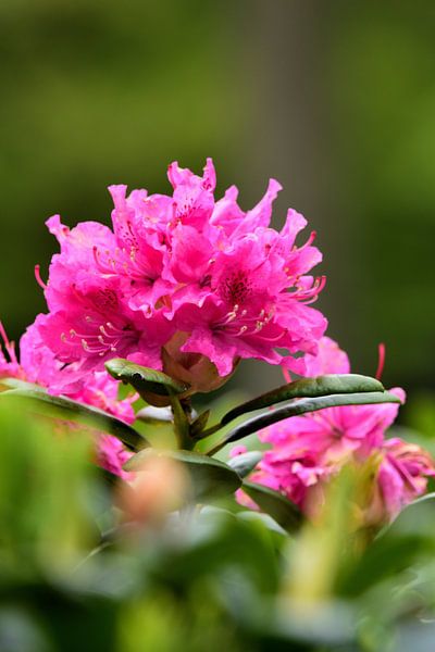 Fleurs d'un rhododendron (debout) par Gerard de Zwaan