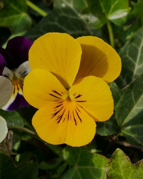 Yellow garden pansy by Wim vd Neut