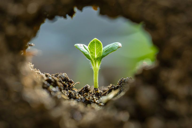 Durchsichtige von Imperial Art House