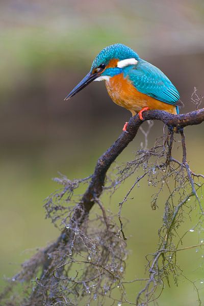 Kingfisher by Kingfisher.photo - Corné van Oosterhout