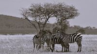 Zebras suchen Schatten