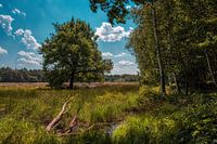A l'orée de la forêt